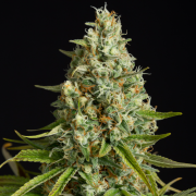Semi di cannabis Amnesia Lemon