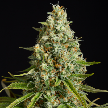 Semi di cannabis Amnesia Lemon