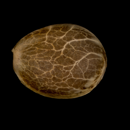 Semi di cannabis Amnesia Lemon