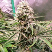 Semi di cannabis Amnesia Lemon