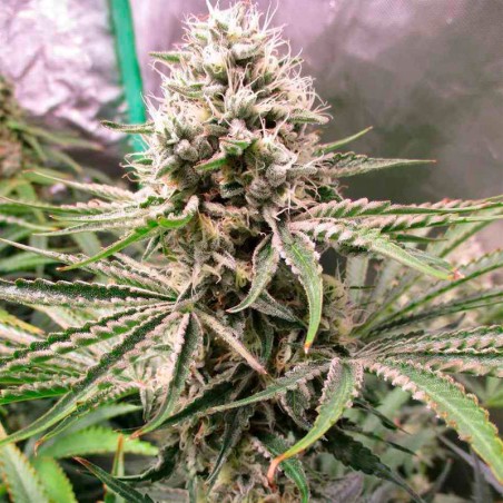 Semi di cannabis Amnesia Lemon