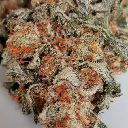 Semi di cannabis Amnesia Lemon