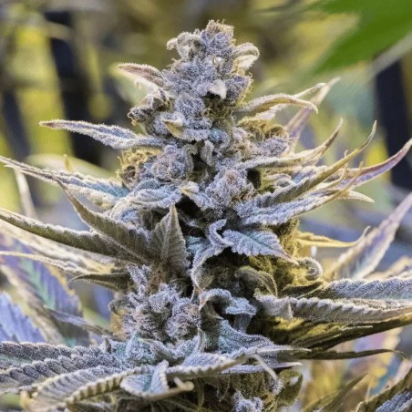 Semi di cannabis Cookielato