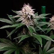 Semi di cannabis Cookielato
