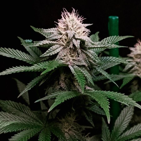 Semi di cannabis Cookielato