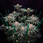 Semi di cannabis Cookielato