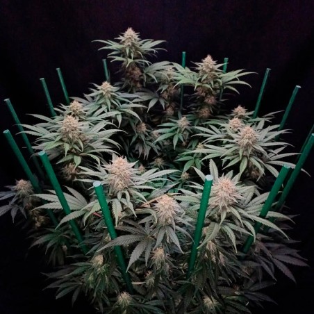 Semi di cannabis Cookielato