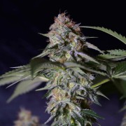 Semi di cannabis Cookielato