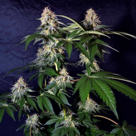 Semi di cannabis Cookielato