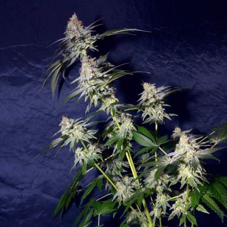 Semi di cannabis Cookielato