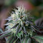 Semi di cannabis Cookielato