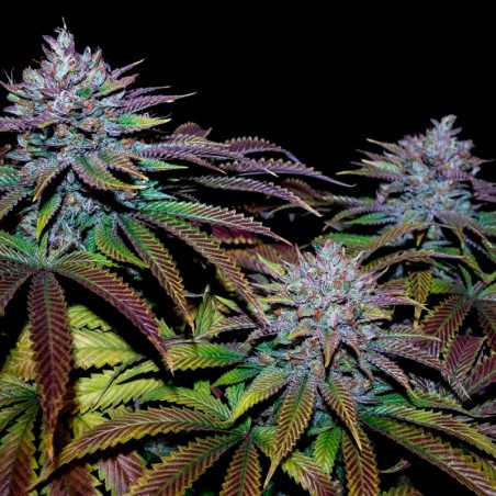 Semi di cannabis Cookielato