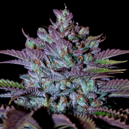Semi di cannabis Cookielato