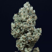 Semi di cannabis Critical + 2.0 Auto