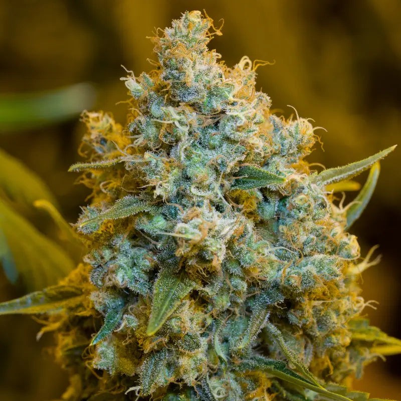 Critical Jack - 5 semi