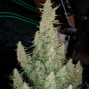 Semi di cannabis Critical Jack