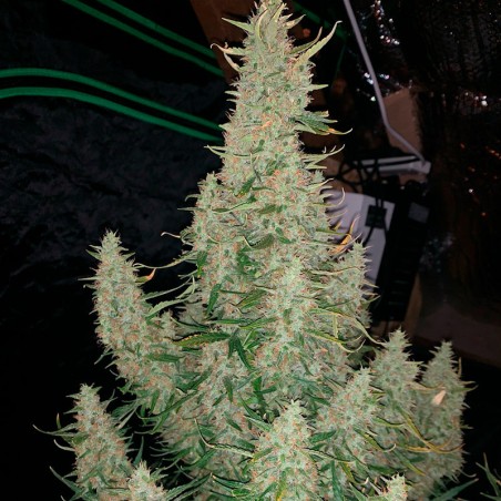 Semi di cannabis Critical Jack