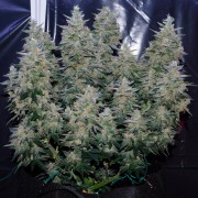 Semi di cannabis Critical Jack