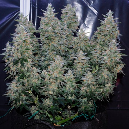 Semi di cannabis Critical Jack