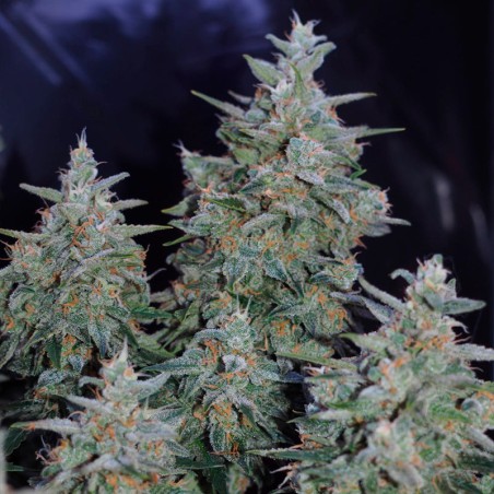 Semi di cannabis Critical Jack