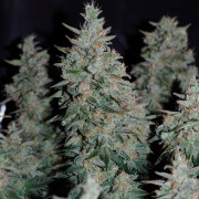 Semi di cannabis Critical Jack
