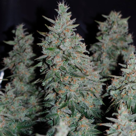 Semi di cannabis Critical Jack