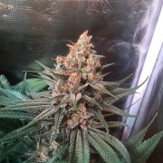 Semi di cannabis Critical Jack