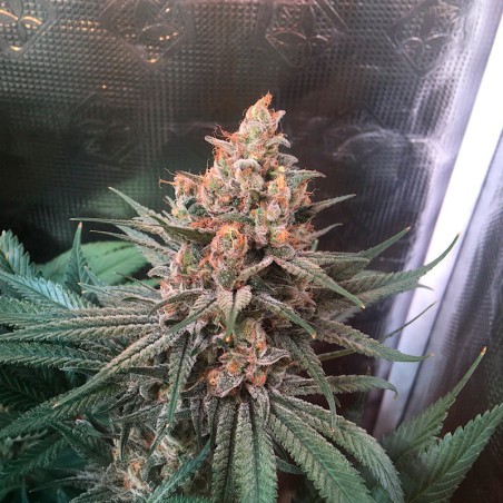 Semi di cannabis Critical Jack
