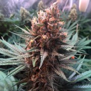 Semi di cannabis Critical Jack