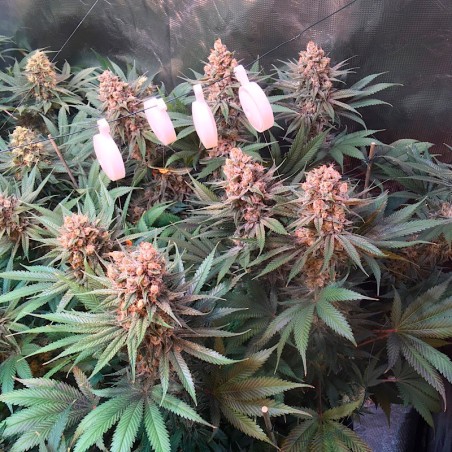 Semi di cannabis Critical Jack
