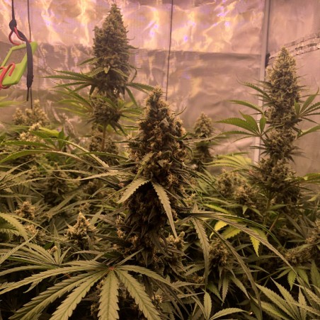Semi di cannabis Critical Jack