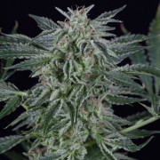 Semi di cannabis Critical Jack Auto