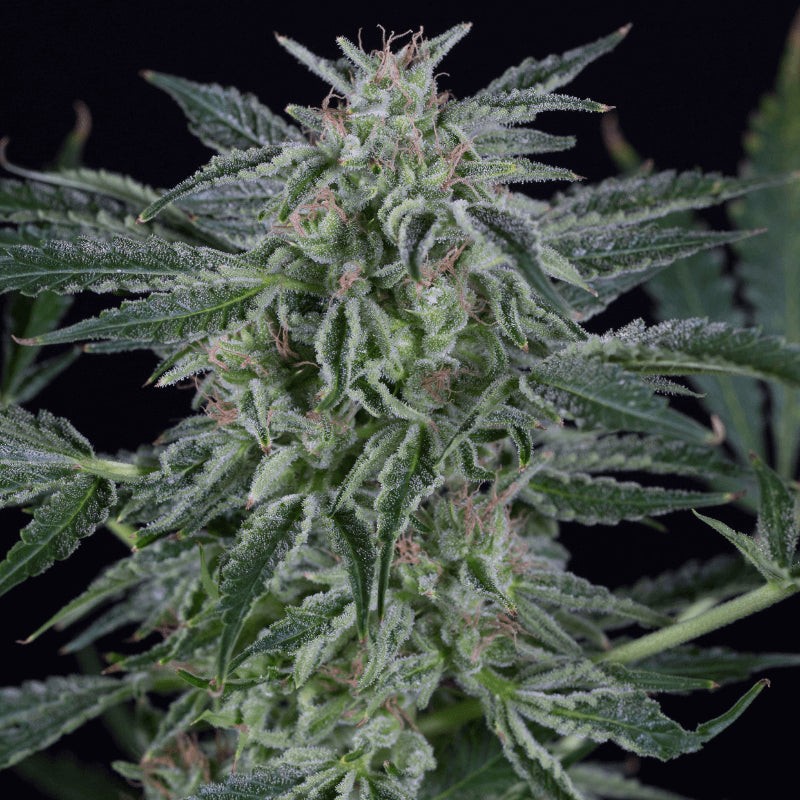 Critical Jack Auto - 5 semi