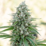 Semi di cannabis femminizzati di alta qualità a predominanza Indica