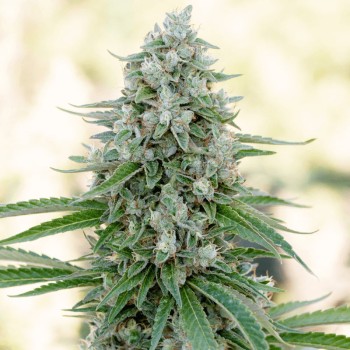 Semi di cannabis femminizzati di alta qualità a predominanza Indica
