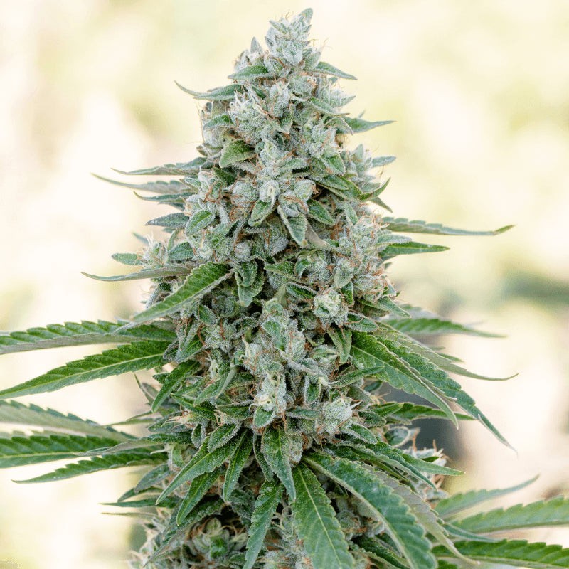 Critical Mango - 5 semi