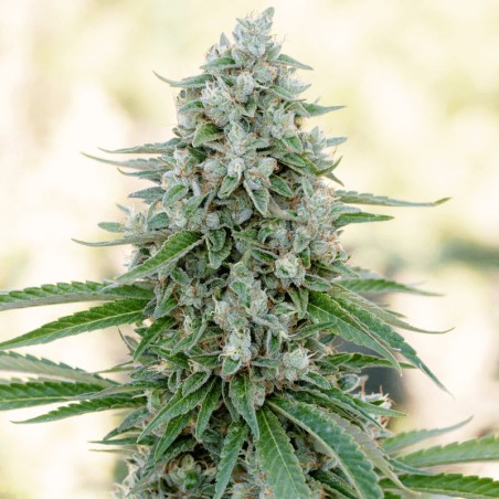 Semi di cannabis femminizzati di alta qualità a predominanza Indica
