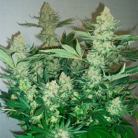 Semi di cannabis femminizzati di alta qualità a predominanza Indica