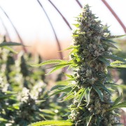Semi di cannabis femminizzati di alta qualità a predominanza Indica