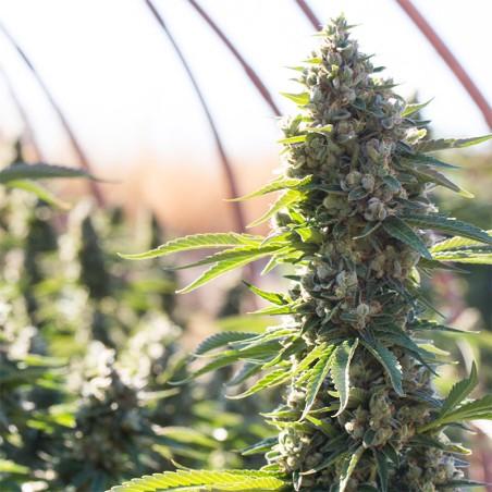 Semi di cannabis femminizzati di alta qualità a predominanza Indica