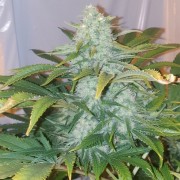 Semi di cannabis femminizzati di alta qualità a predominanza Indica