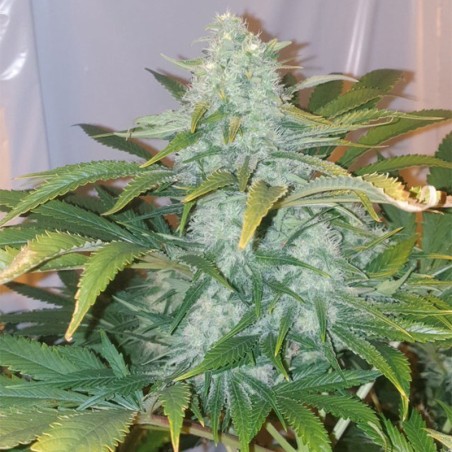 Semi di cannabis femminizzati di alta qualità a predominanza Indica