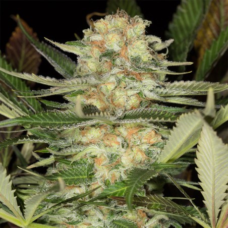Semi di cannabis femminizzati di alta qualità a predominanza Indica