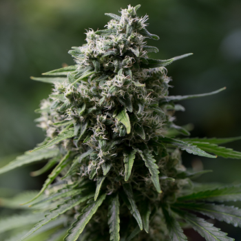 Ibrido di cannabis a predominanza Indica