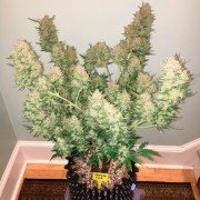 Ibrido di cannabis a predominanza Indica