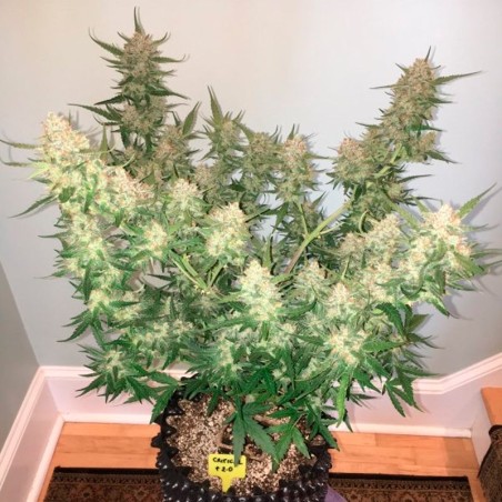 Ibrido di cannabis a predominanza Indica