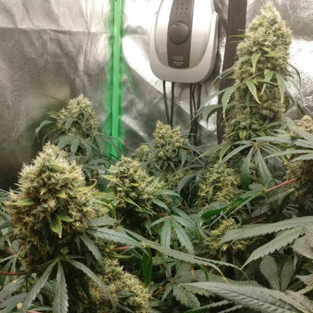 Ibrido di cannabis a predominanza Indica