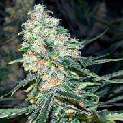 Ibrido di cannabis a predominanza Indica