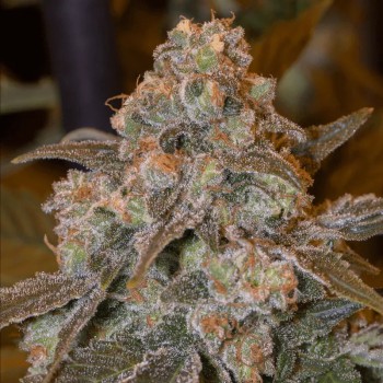 Semi di cannabis femminizzati di alta qualità a predominanza Indica