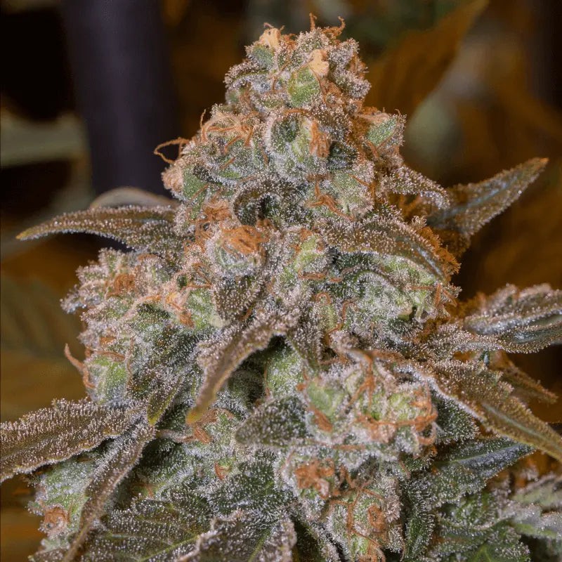 Gorilla Frost - 3 semi